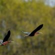 Ibis falcinelles en vol